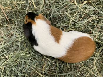 Rescue Guinea Pig Guinea Pigs for Adoption in San Diego, California - Jazmine ( Bonded To Kansas) | PetCurious